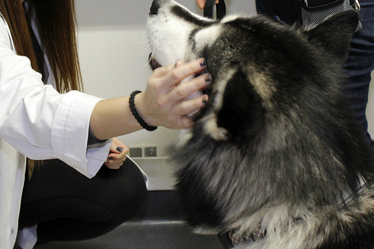 Woman petting a dog