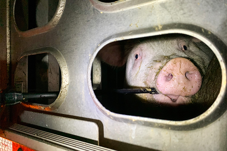 Pig drinking water during vigil