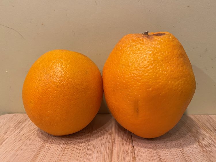 Two oranges: on the left, a standard supermarket variety; on the right, an oversized, misshapen one from Second Life, that would have been wasted for not meeting aesthetic standards if not rescued.