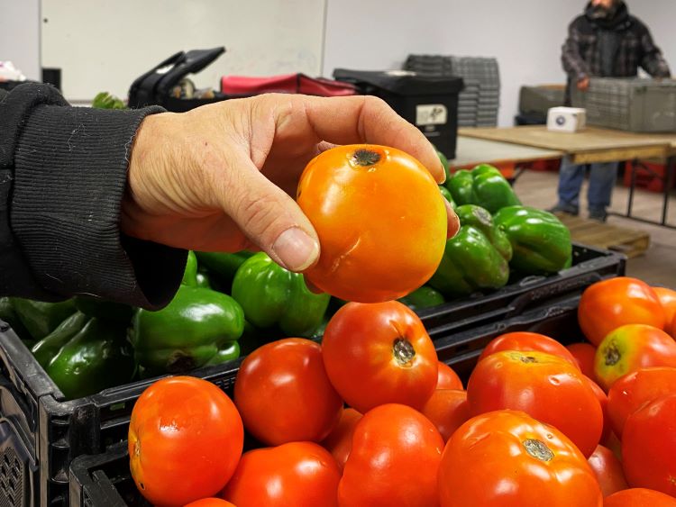 Zaidi holds a tomato, showing how a tiny black spot can determine whether or not a vegetable makes it to supermarket shelves.